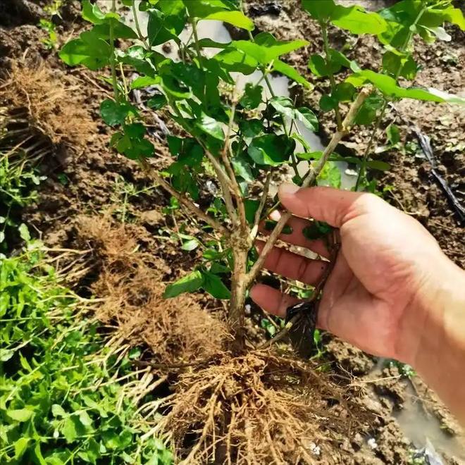 M6米乐平台：这次轮到中国卡脖子：广西这小县城若停产全球花茶行业直接断供(图3)