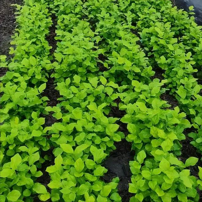 M6米乐平台：这次轮到中国卡脖子：广西这小县城若停产全球花茶行业直接断供(图4)