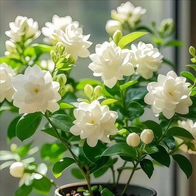 M6米乐平台：这次轮到中国卡脖子：广西这小县城若停产全球花茶行业直接断供(图6)