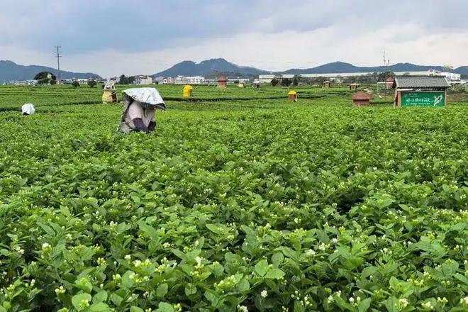 M6米乐平台：这次轮到中国卡脖子：广西这小县城若停产全球花茶行业直接断供(图10)