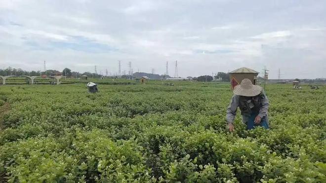 M6米乐平台：这次轮到中国卡脖子：广西这小县城若停产全球花茶行业直接断供(图9)