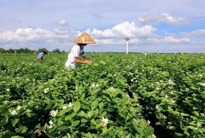 M6米乐平台：这次轮到中国卡脖子：广西这小县城若停产全球花茶行业直接断供(图11)