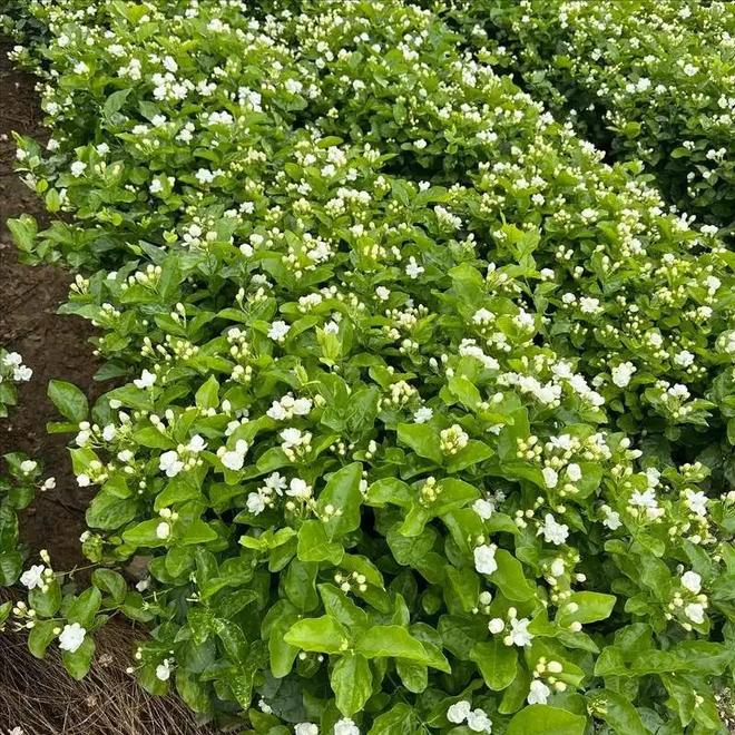 M6米乐平台：这次轮到中国卡脖子：广西这小县城若停产全球花茶行业直接断供(图12)