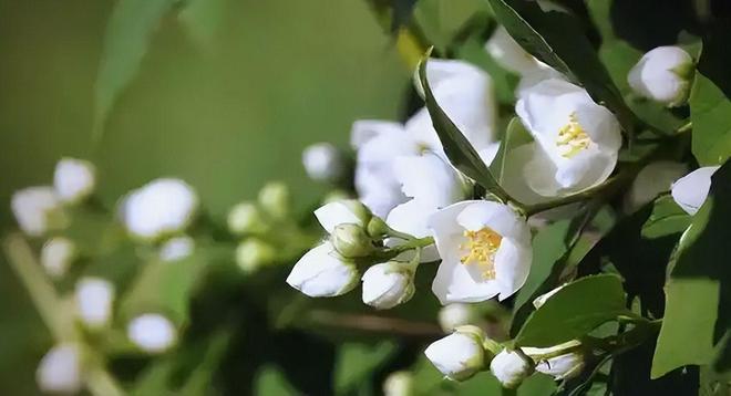 M6米乐平台：这次轮到中国卡脖子：广西这小县城若停产全球花茶行业直接断供(图13)