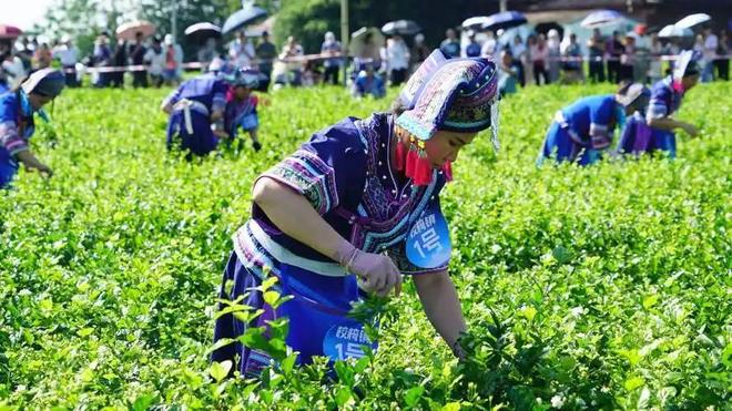 M6米乐平台：这次轮到中国卡脖子：广西这小县城若停产全球花茶行业直接断供(图14)