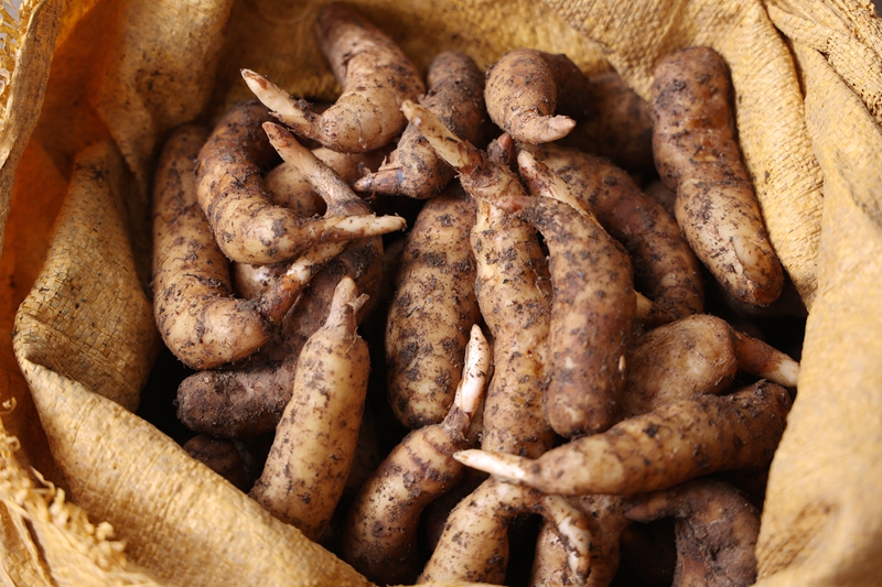 麻江县：林下经济“多点开花”生态优势变现富民产业(图1)