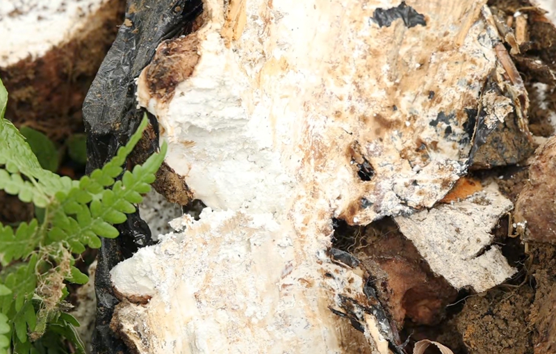 麻江县：林下经济“多点开花”生态优势变现富民产业(图2)