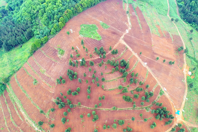 麻江县：林下经济“多点开花”生态优势变现富民产业(图3)