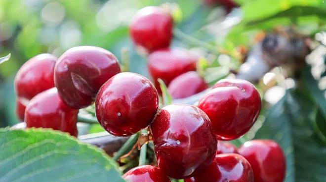 M6米乐平台：一次下单100多斤！日照这个村的大樱桃熟了！(图6)