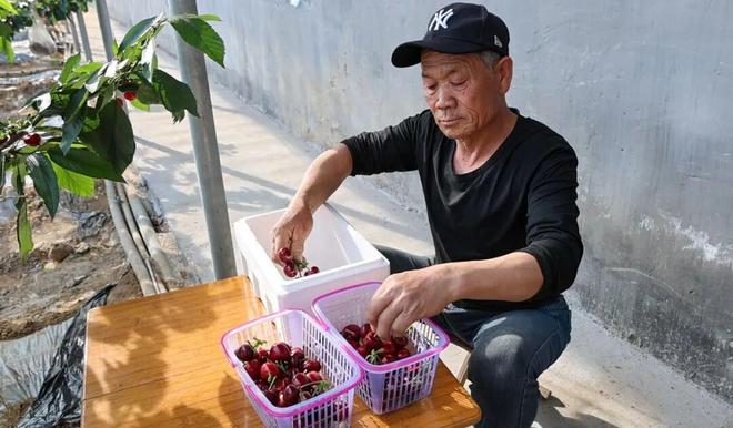 M6米乐平台：一次下单100多斤！日照这个村的大樱桃熟了！(图4)