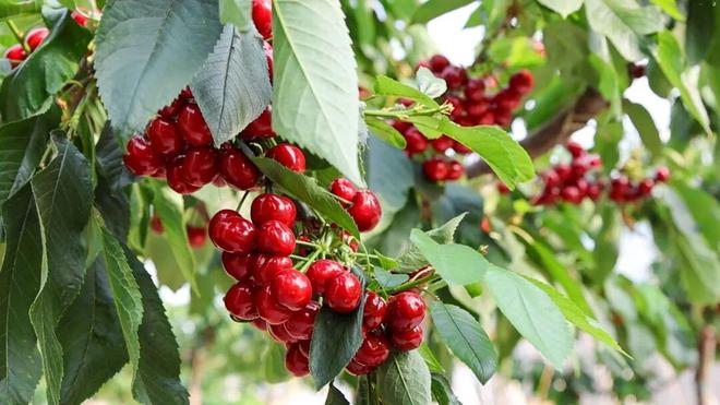 M6米乐平台：一次下单100多斤！日照这个村的大樱桃熟了！(图3)