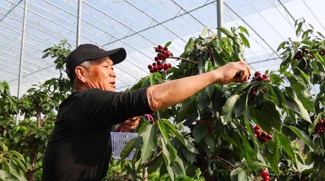 M6米乐平台：一次下单100多斤！日照这个村的大樱桃熟了！(图2)