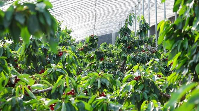 M6米乐平台：一次下单100多斤！日照这个村的大樱桃熟了！(图1)