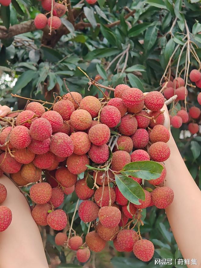 2026年荔枝为什么减产？揭秘荔枝大小年的成因与影响(图2)