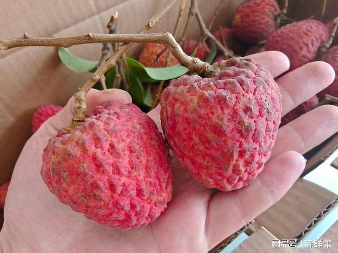 2026年荔枝为什么减产？揭秘荔枝大小年的成因与影响(图1)