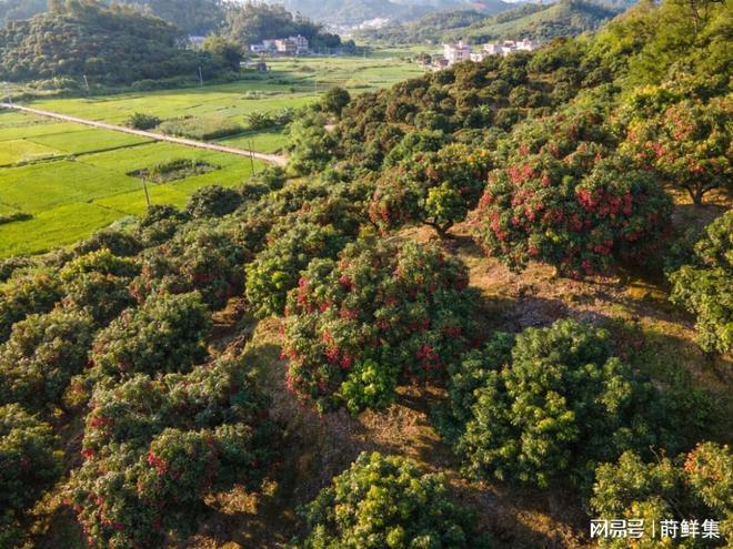 2026年荔枝为什么减产？揭秘荔枝大小年的成因与影响(图4)