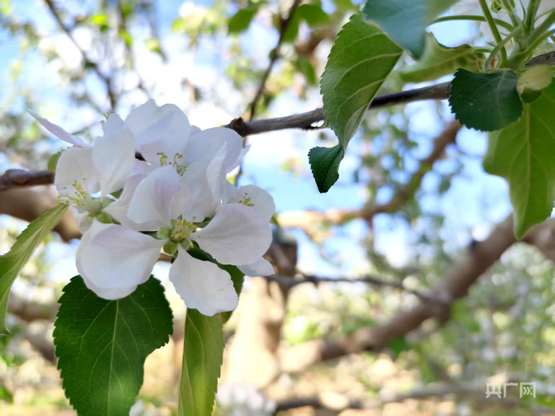 治沙攻坚看新疆｜甜“破”风沙门外汉“炼”成冰糖心带头人(图2)