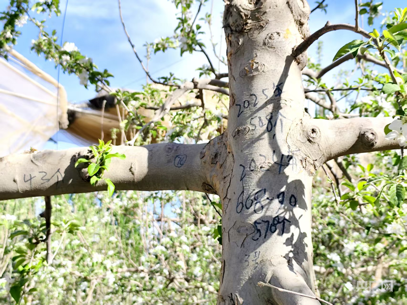 治沙攻坚看新疆｜甜“破”风沙门外汉“炼”成冰糖心带头人(图3)