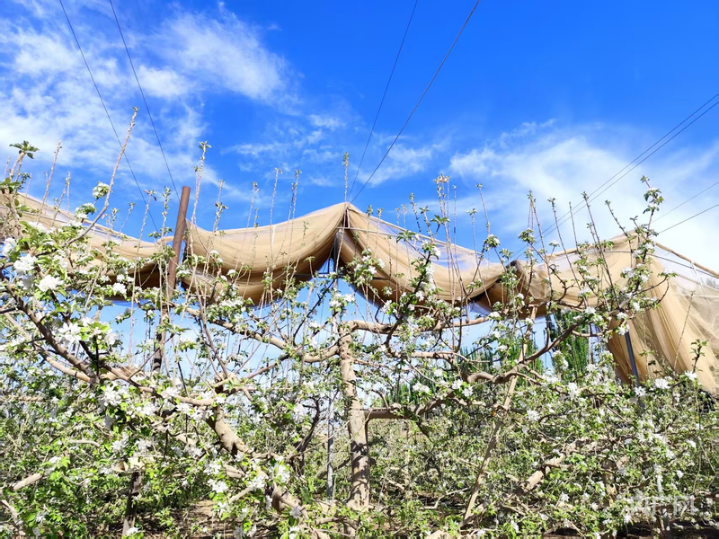 治沙攻坚看新疆｜甜“破”风沙门外汉“炼”成冰糖心带头人(图4)