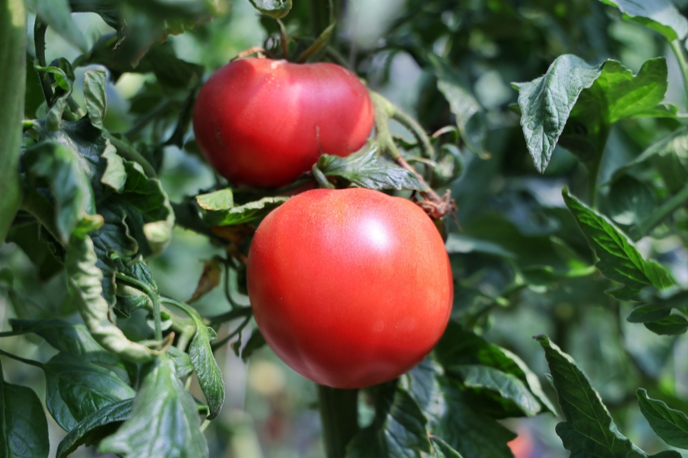 从“土里刨食”到“智慧生金”小番茄种出“大文章”(图1)