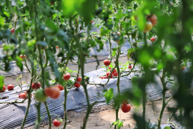 从“土里刨食”到“智慧生金”小番茄种出“大文章”(图2)