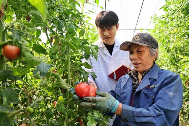 从“土里刨食”到“智慧生金”小番茄种出“大文章”(图3)