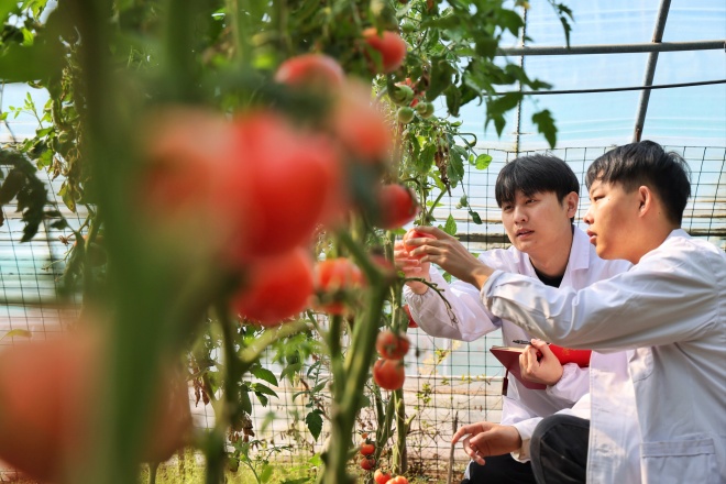 从“土里刨食”到“智慧生金”小番茄种出“大文章”(图4)