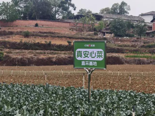 从水产到蔬菜叮咚买菜又给友商上了一课(图2)