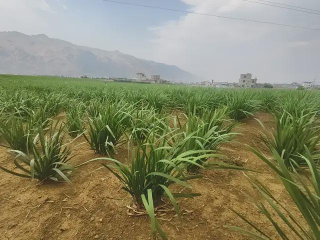 从水产到蔬菜叮咚买菜又给友商上了一课(图1)