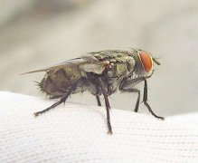 你对白蚁的综合防治技术了解多少